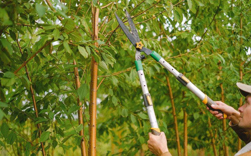 Tree trimming in Mosinee, WI